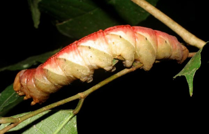 Figura 8. Prepupa de <i>Kloneus babayaga</i></i> (Sphingidae) posición dorsal Sector San Cristóbal, Tajo Angeles. Voucher 07-SRNP-1116-DHJ419504.jpg.