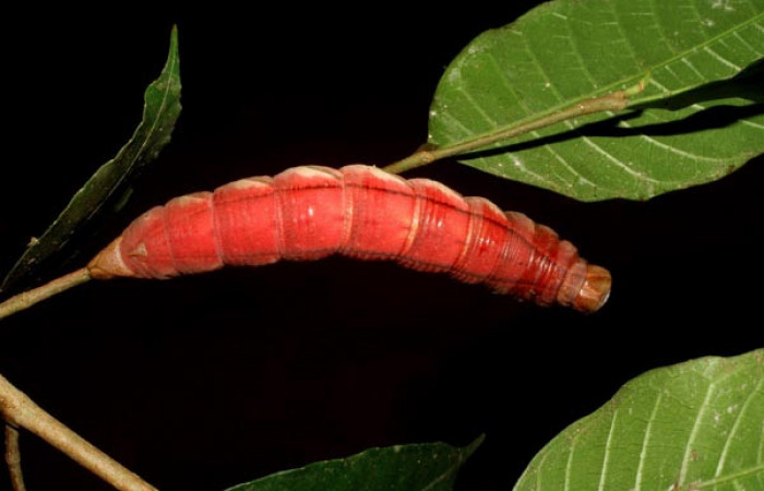 Figura 7. Prepupa de <i>Kloneus babayaga</i></i> (Sphingidae) posición dorsal Sector San Cristóbal, Tajo Angeles. Voucher 07-SRNP-1116-DHJ419505.jpg.