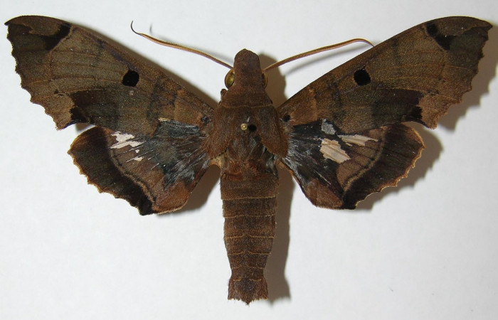 Figura 11. Adulto hembra de <i>Kloneus babayaga</i></i> (Sphingidae) vista dorsal. Voucher 08-SRNP-5119-DHJ507702.jpg.