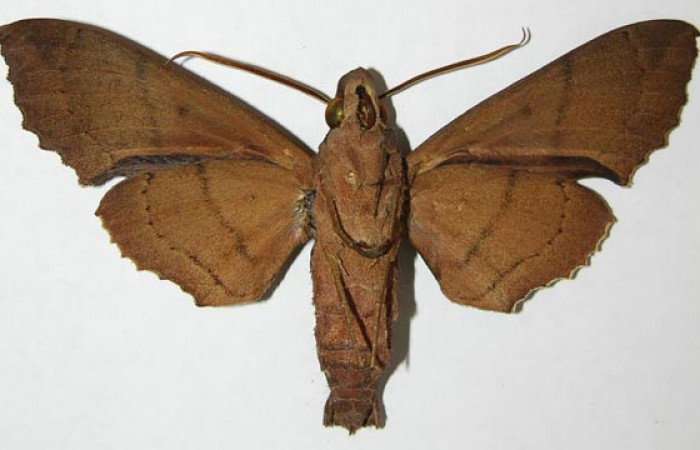 Figura 12. Adulto hembra de <i>Kloneus babayaga</i></i> (Sphingidae) vista ventral. Voucher 08-SRNP-5119-DHJ507703.jpg.
