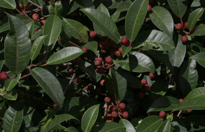 Figura 13. Planta hospedera de <i>Kloneus babayaga</i></i> (Sphingidae) <i>Ficus pertusa</i></i> (Moraceae). Foto Gloria Sihezar. Estación San Gerardo. 24 de febrero 2021.
