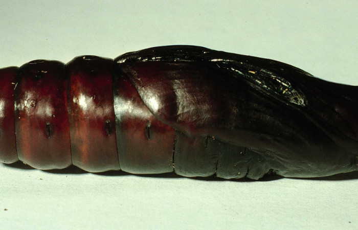 Figura 16. Pupa en posición lateral entero de <i></i></i>Pachylia darceta (Sphingidae). Sector Cacao,  Quebrada Florcita. Voucher 98-SRNP-3241-DHJ44757.jpg.