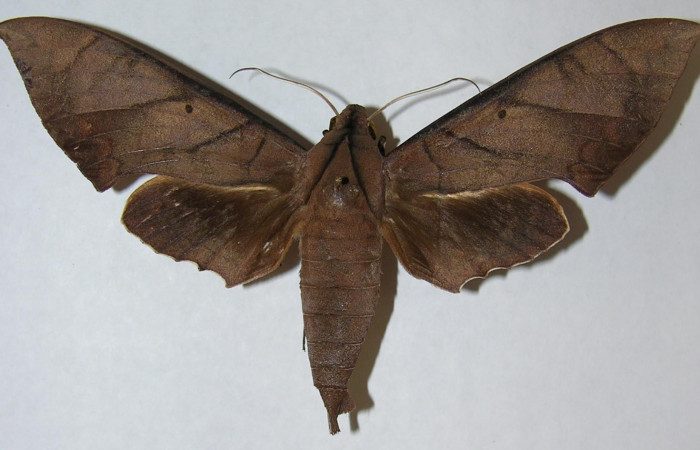 Figura 19. Adulto macho en posición dorsal de <i>Pachylia</i></i> darcetaDHJ02 (Sphingidae). Sector San Cristóbal,  Estacion San Gerardo. Voucher 06-SRNP-5803-DHJ347348.
