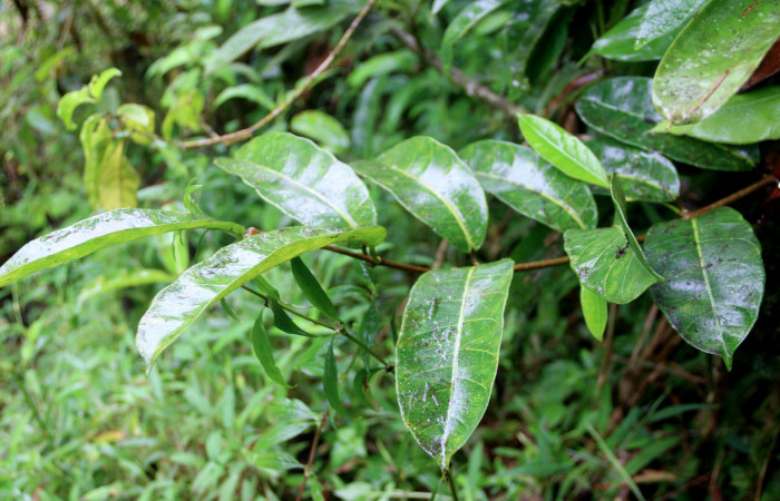 Figura 21. <i>Allomarkgrafia plumeriiflora</i></i> (Apocynaceae), planta hospedera de <i>Pachylia darceta</i></i> (Sphingidae). Sector San Cristóbal, Sendero Huerta. Foto, Carolina Cano, 3 Octubre 2018.
