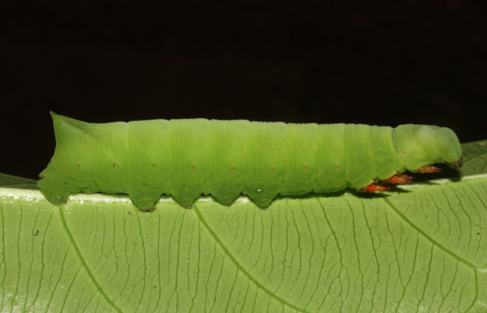 Figura 3. Larva en posición lateral entero de <i>Pachylia</i></i> darcetaDHJ02 (Sphingidae), PPU estadio. Sector Pitilla, Sendero Naciente. Voucher 17-SRNP-31478-DHJ739038.jpg.
