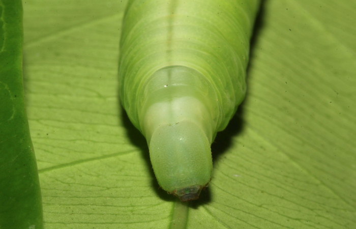 Figura 8. Cabeza en posición frontal de <i>Pachylia</i></i> darcetaDHJ02 (Sphingidae), U estadio. Sector Pitilla, Sendero Naciente. Voucher 17-SRNP-31478-DHJ739041.jpg.