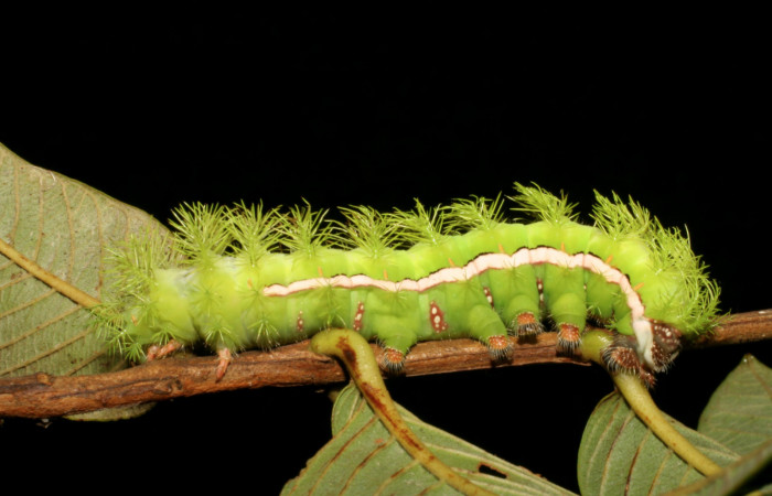 Figura. 5 Larvas de <i>Automeris tridens</i></i> de la familia, (Saturniidae). Posición lateral. Voucher, 05-SRNP-59193- DHJ408531.