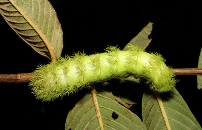 Figura. 7 Larva <i>Automeris tridens</i></i> de la familia, (Saturniidae). Posición dorsal. Voucher 05-SRNP-59193-DHJ408532.