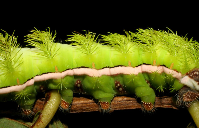 Figura. 6 Detalle parte central lateral <i>Automeris tridens</i></i> de la familia, (Saturniidae). Voucher, 05- SRNP-59193-DHJ408534.