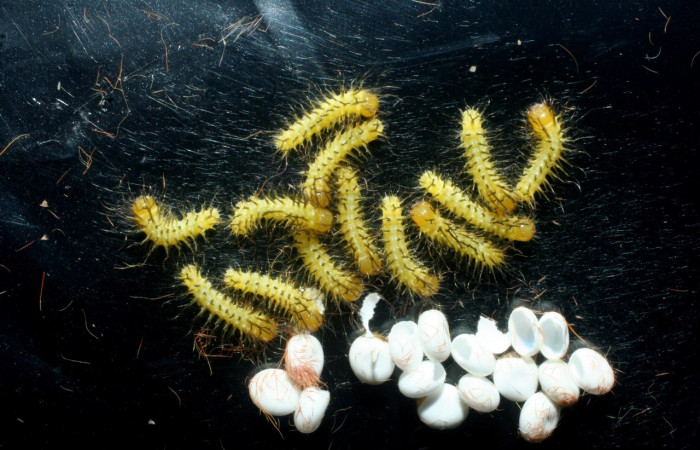 Figura. 2 Grupo de larvas de <i>Automeris tridens</i></i> de la familia, (Saturniidae). Voucher, 09-SRNP-13675-DHJ454644.
