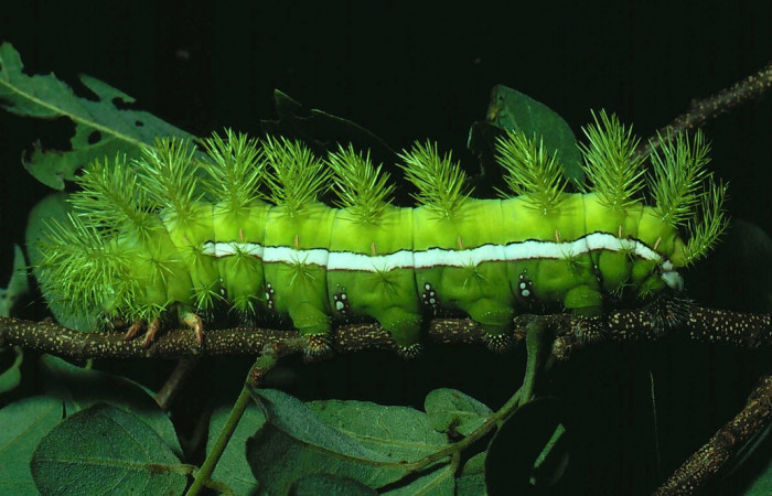 Figura. 4 Larva de <i>Automeris tridens</i></i> de la familia, (Saturniidae). Posición lateral, Voucher 81-SRNP-1006- DHJ3226.