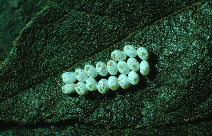 Figura.1 Huevos de <i>Automeris tridens</i></i> de la familia, (Saturniidae). Voucher, 82-SRNP-868-DHJ4962.