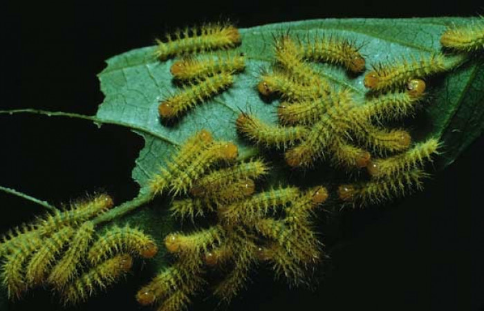 Figura. 3 Grupo de larvas de <i>Automeris tridens</i></i> de la familia, (Saturniidae). Voucher, 82-SRNP-868-DHJ4969.