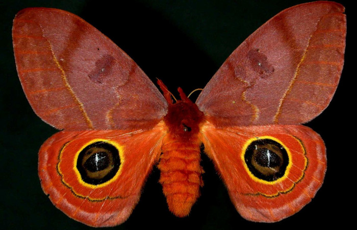 Figura. 8 Adulto hembra <i>Automeris tridens</i></i> de la familia, (Saturniidae). Posición dorsal. Voucher, 93-SRNP-7996.41- DHJ31108. 