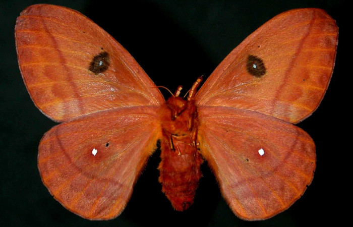 Figura. 9 Adulto hembra <i>Automeris tridens</i></i> de la familia, (Saturniidae). Posición ventral. Voucher, 93-SRNP-7996.41- DHJ31109.
