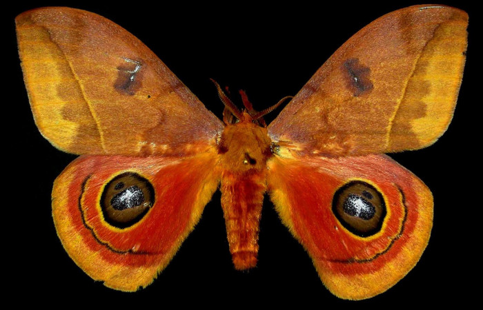 Figura. 10 Adulto macho <i>Automeris tridens</i></i> de la familia, (Saturniidae). Posición dorsal. Voucher, 93-SRNP-8807-DHJ31110.