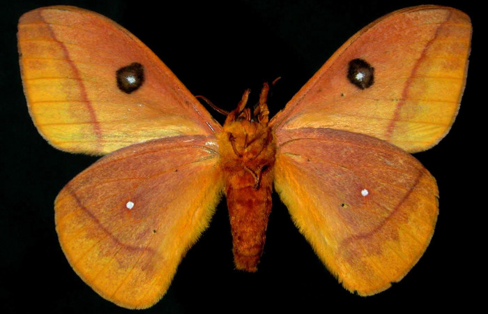 Figura. 11 Adulto macho <i>Automeris tridens</i></i> de la familia, (Saturniidae). Posición ventral. Voucher, 93-SRNP-8807- DHJ31111.