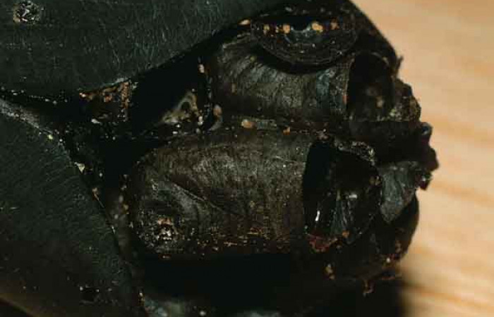 Figura 13 Puparios eclosionados de <i>Belvosia</i></i> Woodley08, familia Tachinidae, dentro de restos de pupa <i>Automeris postabilda</i></i>. Voucher 99-SRNP-4978-DHJ54297.