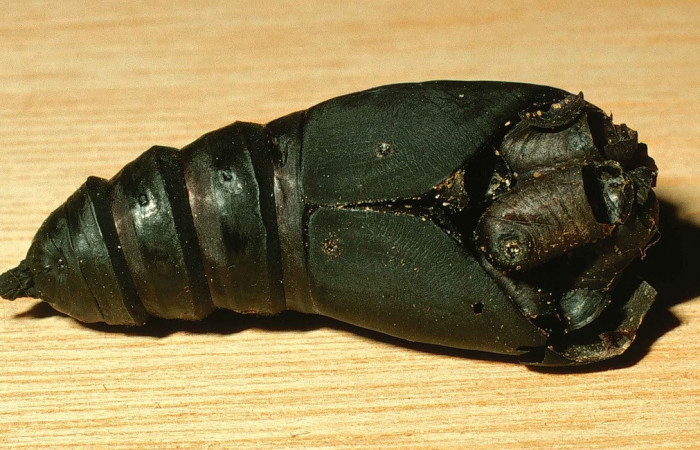 Figura. 12 Pupa de <i>Automeris postabilda</i></i>, parasitada por <i>Belvosia</i></i> Woodley08, familia de moscas Tachinidae. Voucher, 99-SRNP-4978-DHJ54303.