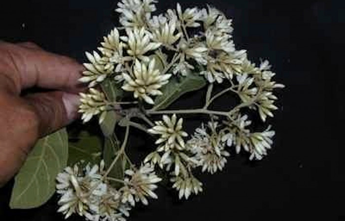 Figura 16 Flores de planta hospedera de <i>Automeris tridens</i></i>, Laurel <i>Cordia alliodora</i></i>, (Cordiaceae). Foto, Pablo Umaña, 1marzo 2021.