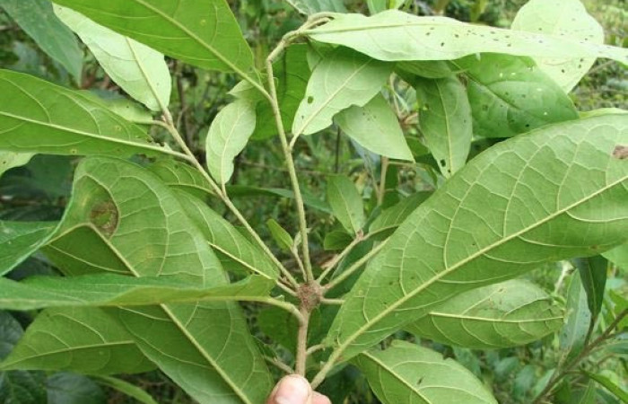 Figura 15 Planta hospedera de <i>Automeris tridens</i></i>, Laurel <i>Cordia alliodora</i></i>, (Cordiaceae), envés. Foto, biobot05509-bb022955.jpg.