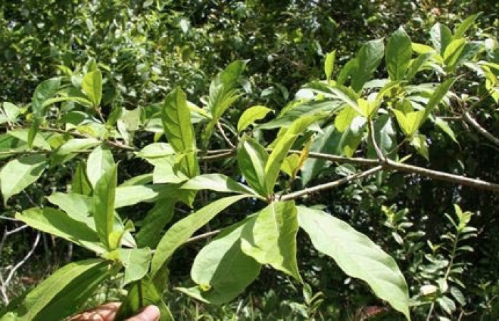 Figura 14 Planta hospedera de <i>Automeris tridens</i></i>, Laurel <i>Cordia alliodora</i></i>, (Cordiaceae). Foto biobot05524 bb023034.