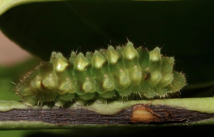 Figura 1. Larva <i>Janthecla cydonia</i></i> (Lycaenidae), cuarto estadio posición lateral, mide 12 mm aproximadamente. Planta hospedera <i>Chiococca pachyphylla</i></i> (Rubiaceae). Voucher: 13-SRNP-42711-DHJ707966.JPG.
