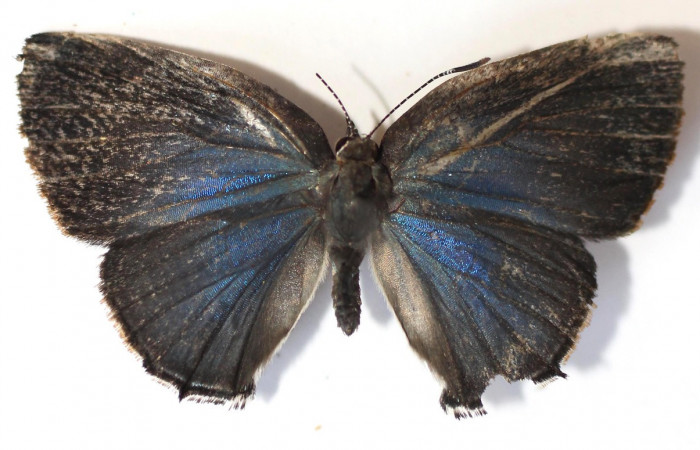 Figura 10. Adulto de  <i>Janthecla cydonia</i></i> (Lycaenidae) mide 27 milímetros, posición dorsal parte enfocada el torax y alas. Voucher: 13-SRNP-42711-DHJ584226.