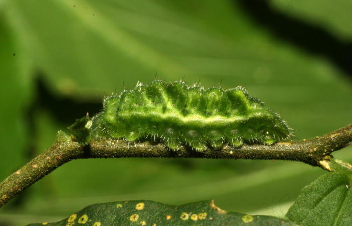Figura 12. Larva <i>Cyanophrys fusius</i></i> (Lycaenidae), último estadio, posición lateral, mide 15 mm aproximadamente. Planta hospedera <i>Celtis iguanaea</i></i> (Ulmaceae). Voucher: 16-SRNP-36699-DHJ709971.jpg.