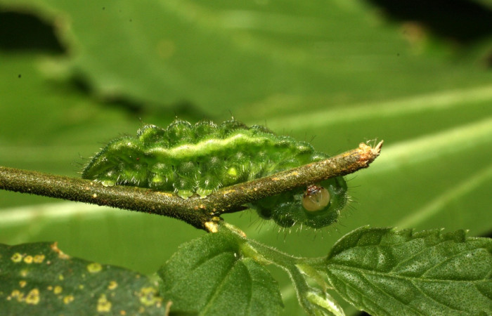 Figura 13. Larva <i>Cyanophrys fusius</i></i> (Lycaenidae), último estadio, posición enfocada patas y cabeza, mide 15 mm aproximadamente. Planta hospedera <i>Celtis iguanaea</i></i> (Ulmaceae). Voucher: 16-SRNP-36699-DHJ709970.jpg.
