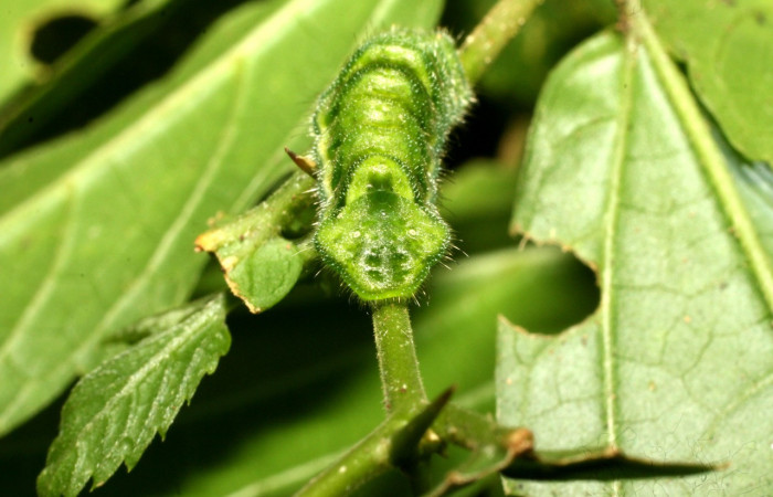 Figura 14. Larva <i>Cyanophrys fusius</i></i> (Lycaenidae), último estadio, posición enfocada atras colita, mide 15 mm aproximadamente. Planta hospedera <i>Celtis iguanaea</i></i> (Ulmaceae). Voucher: 16-SRNP-36699-DHJ709968.jpg.