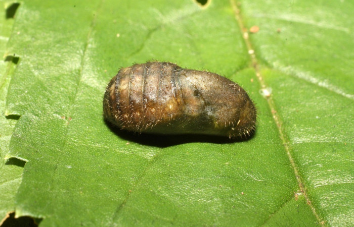 Figura 15.Pupa de <i>Cyanophrys fusius</i></i> (Lycaenidae), posición lateral, mide 10 mm aproximadamente. Voucher: 16-SRNP-36699-DHJ709979.jpg.