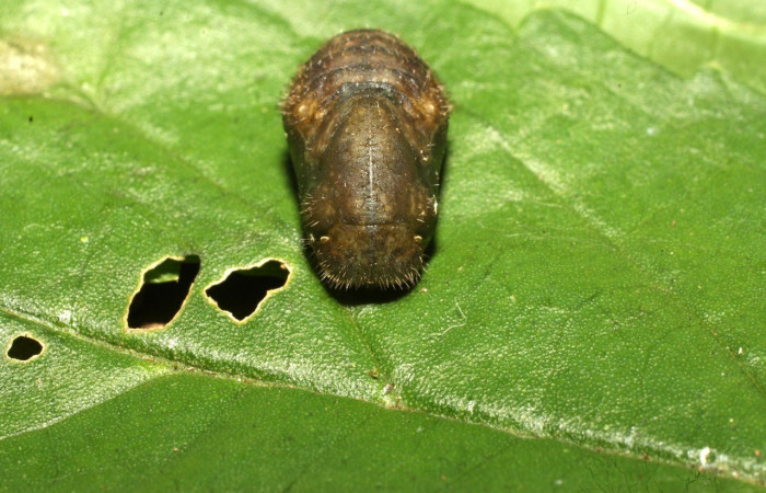 Figura 16. Pupa de <i>Cyanophrys fusius</i></i> (Lycaenidae), posición frontal, mide 10 mm aproximadamente. Voucher: 16-SRNP-36699-DHJ709980.jpg.