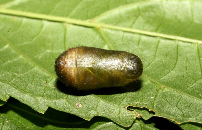 Figura 17.Pupa de <i>Cyanophrys fusius</i></i> (Lycaenidae), posición frontal, mide 10 mm aproximadamente. Voucher: 16-SRNP-36699-DHJ709981.jpg.