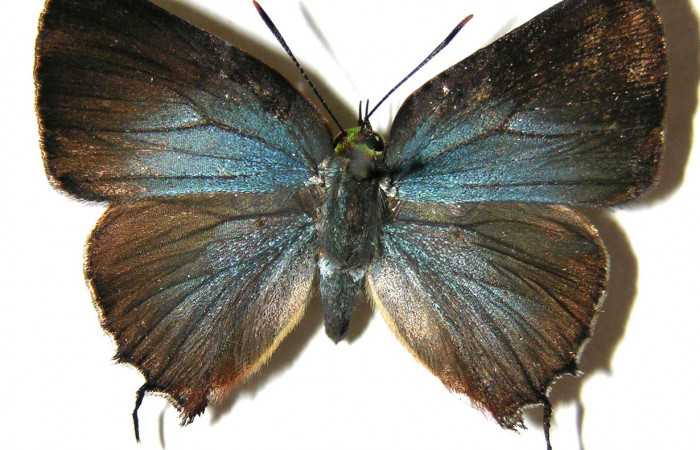 Figura 18. Adulto de  <i>Cyanophrys fusius</i></i> (Lycaenidae) mide 28 milímetros, posición dorsal parte enfocada el torax y alas. Voucher: 05-SRNP-2399-DHJ362894.