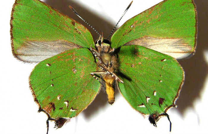 Figura 19. Adulto de  <i>Cyanophrys fusius</i></i> (Lycaenidae) mide 28 milímetros, posición ventral parte enfocada el abdomen y alas. Voucher:05-SRNP-2399-DHJ362895.