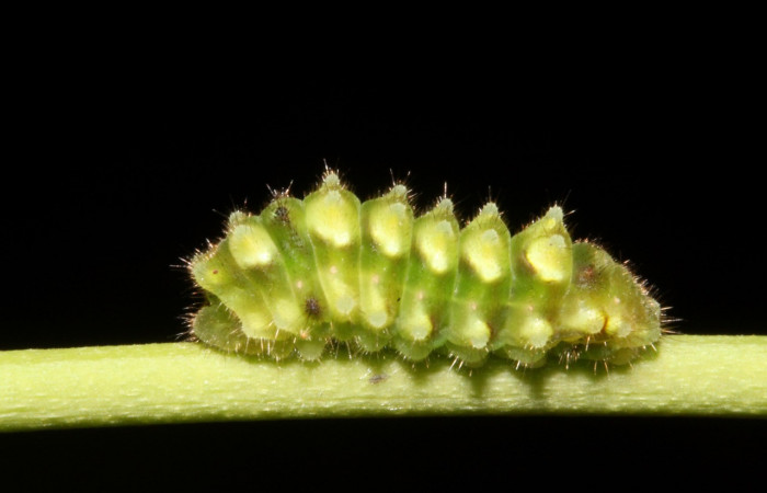 Figura 2. Larva <i>Janthecla cydonia</i></i> (Lycaenidae), cuarto estadio posición lateral, mide 12 mm aproximadamente. Planta hospedera <i>Chiococca pachyphylla</i></i> (Rubiaceae). Voucher: 13-SRNP-42711-DHJ707967.JPG.