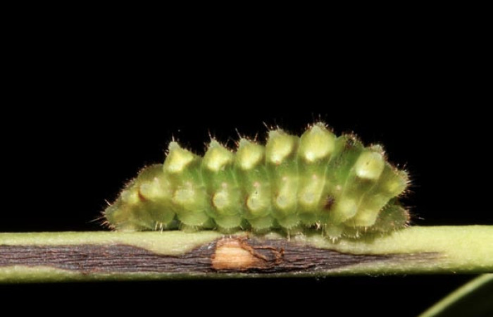 Figura 3. Larva <i>Janthecla cydonia</i></i> (Lycaenidae), cuarto estadio posición lateral, mide 12 mm aproximadamente. Planta hospedera <i>Chiococca pachyphylla</i></i> (Rubiaceae). Voucher: 13-SRNP-42711-DHJ707968.JPG.