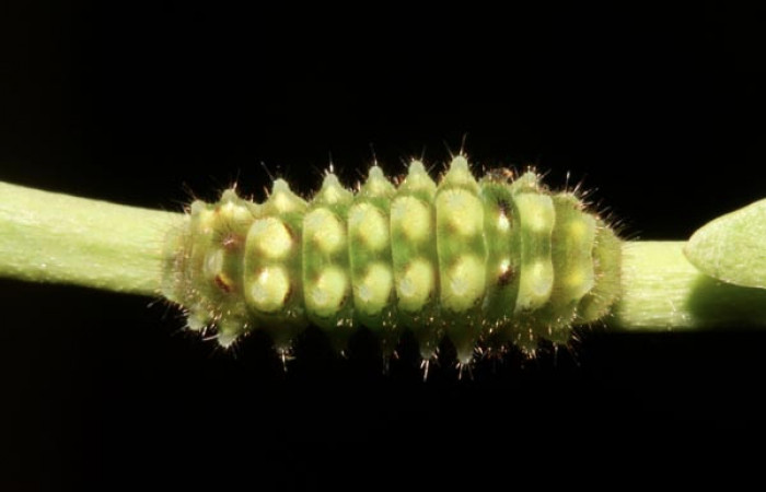 Figura 4. Larva <i>Janthecla cydonia</i></i> (Lycaenidae), cuarto estadio posición dorsal, mide 12 mm aproximadamente. Planta hospedera <i>Chiococca pachyphylla</i></i> (Rubiaceae). Voucher: 13-SRNP-42711-DHJ707969.JPG.