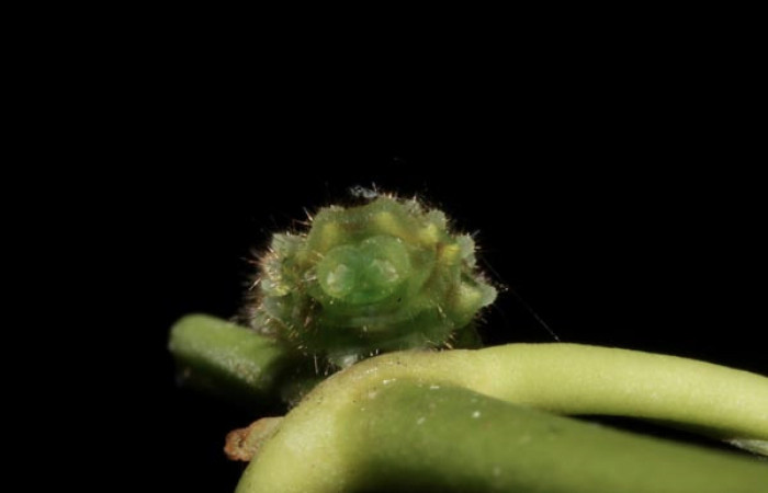 Figura 6. Larva <i>Janthecla cydonia</i></i> (Lycaenidae), cuarto estadio, posición enfocada parte tracera, mide 12 mm aproximadamente. Planta hospedera <i>Chiococca pachyphylla</i></i> (Rubiaceae). Voucher: 13-SRNP-42711-DHJ707972.JPG.