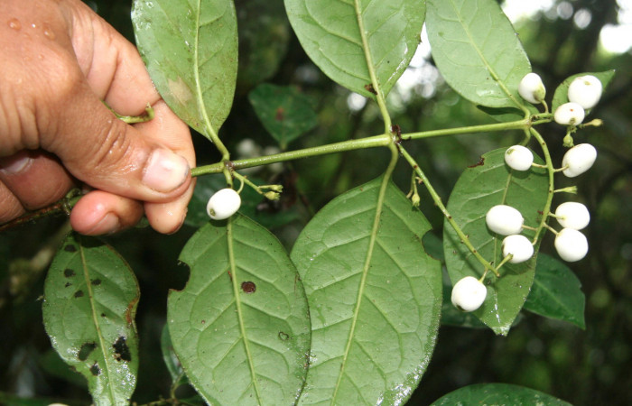 Figura 7. Plantas hospederas <i>Chiococca pachyphylla</i></i> (Rubiaceae), parte enfocada rama, planta donde se alimenta la larva de <i>Janthecla cydonia</i></i> (Lycaenidae). Voucher: BioBot05301-BB021646.JPG.