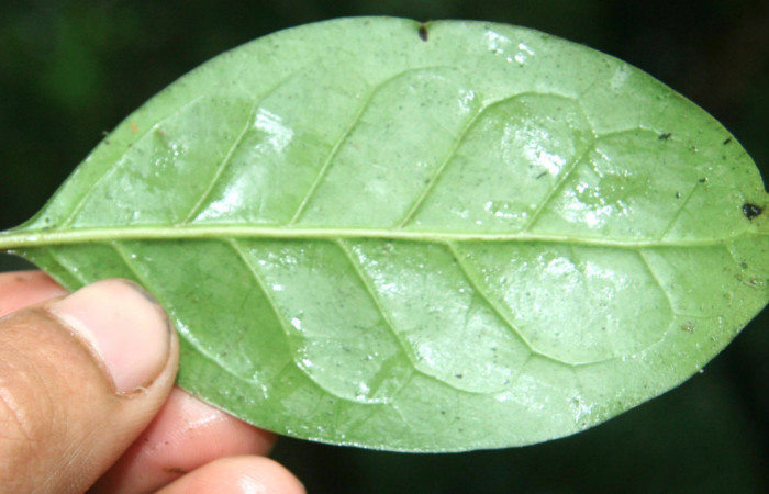 Figura 8. Plantas hospederas <i>Chiococca pachyphylla</i></i> (Rubiaceae), parte enfocada enves, planta donde se alimenta la larva de <i>Janthecla cydonia</i></i> (Lycaenidae). Voucher: BioBot05301-BB021647.JPG.