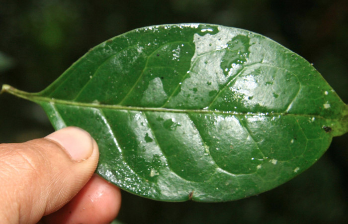 Figura 9. Plantas hospederas <i>Chiococca pachyphylla</i></i> (Rubiaceae), parte enfocada has, planta donde se alimenta la larva de <i>Janthecla cydonia</i></i> (Lycaenidae). Voucher: BioBot05301-BB021648.JPG.