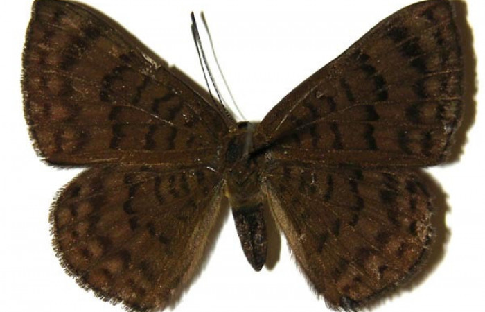 Adulto de <i>Emesis ocypore</i></i> (Riodinidae). Hembra. Voucher: 04-SRNP-2911-DHJ303974.