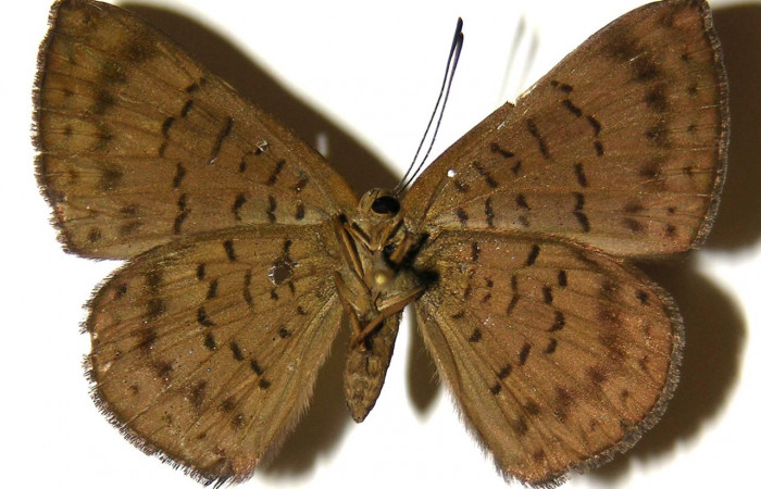 Adulto de <i>Emesis ocypore</i></i> (Riodinidae). Hembra. Voucher: 04-SRNP-2911-DHJ303975.