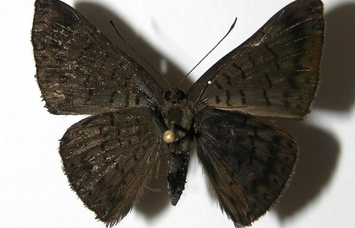 Adulto de <i>Emesis ocypore</i></i> (Riodinidae). Macho. Voucher: 05-SRNP-5496-DHJ331497.