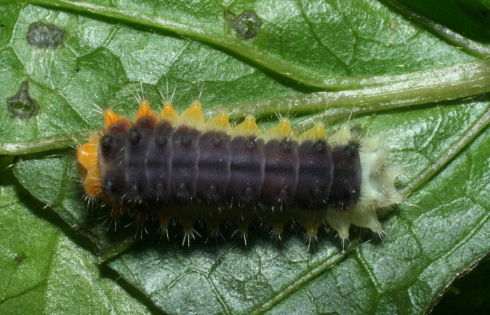Parte dorsal de <i>Emesis o cypore</i></i> (Riodinidae). Último estadio. Voucher: 09-SRNP-2600-DHJ454417.jpg.