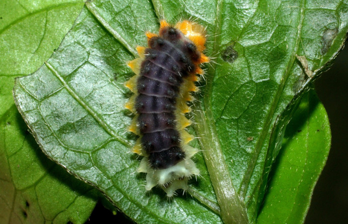 Parte dorsal de <i>Emesis ocypore</i></i> (Riodinidae). Último estadio. Voucher: 09-SRNP-2600-DHJ454419.jpg.