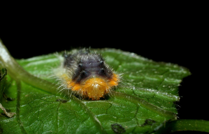 Parte frontal de <i>Emesis ocypore</i></i> (Riodinidae). Último estadio. Voucher: 09-SRNP-2600-DHJ454420.jpg.