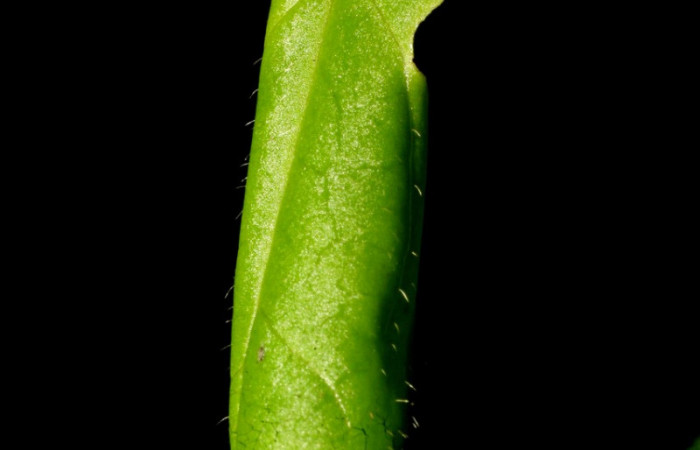 <i>Clematis haenkeana</i></i> (Ranunculaceae) planta hospedera de <i>Emesis ocypore</i></i> (Riodinidae). Voucher: 09-SRNP-32779-DHJ464456.jpg.